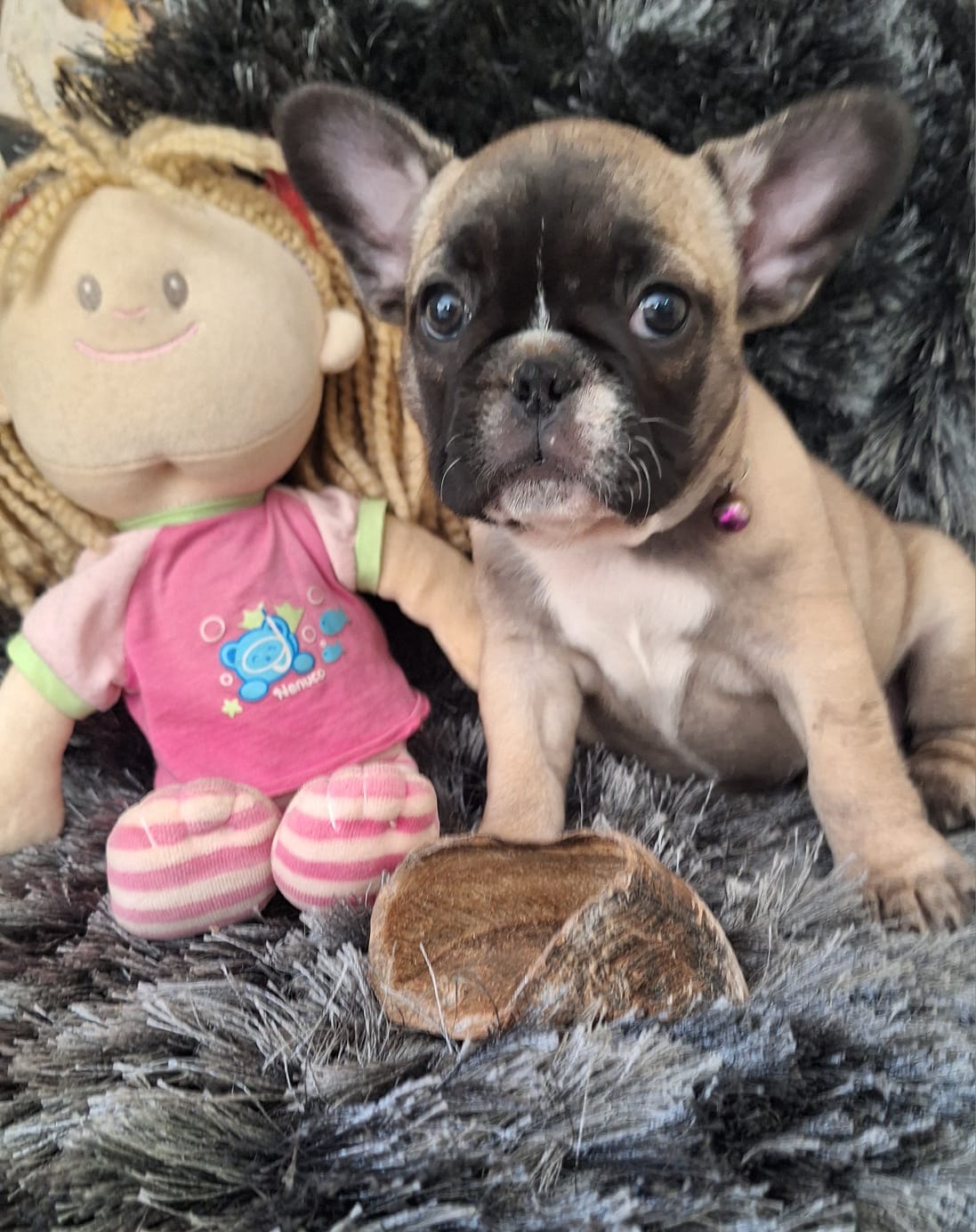 stella-fawn-girl-french-bulldog